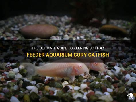 The Ultimate Guide To Keeping Bottom Feeder Aquarium Cory Catfish | PetShun