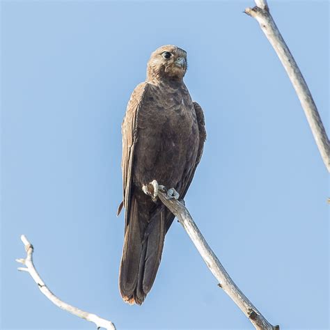 BirdLife Melbourne - Black Falcon