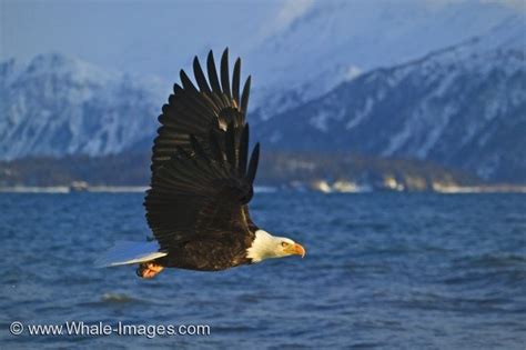 Bald Eagle Habitat Snowy Mountains Homer Alaska