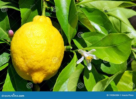 Yellow lemon and flower. stock photo. Image of branch - 19284384