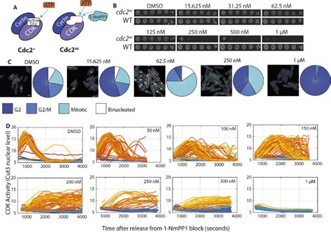 Cells are resilient to CDK inhibition until a threshold concentration ...