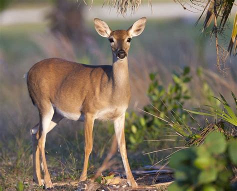 12 Coolest Native Animals in Florida You May See - Florida Trippers