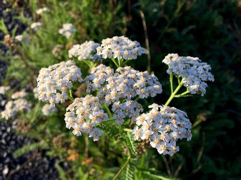 Yarrow Seeds Seeds for Planting - Etsy