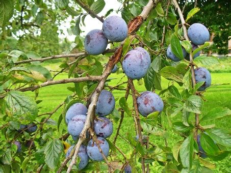 Gratis billeder : natur, afdeling, frugt, mad, fremstille, efterår, tæt ...