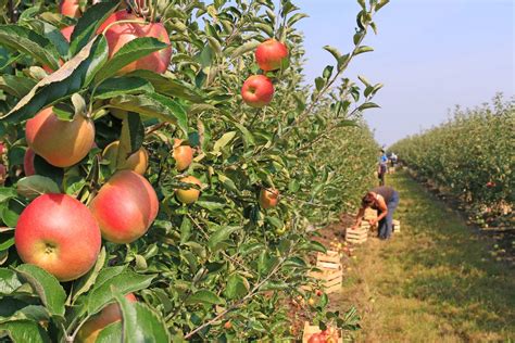 When to Pick Apples: the Best Season for Harvesting | Fine Dining Lovers