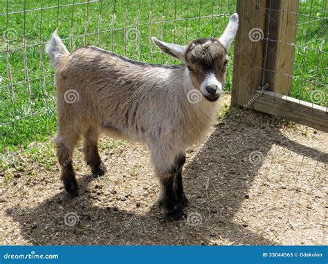 Nigerian Dwarf Goat Kid (female) Stock Photos - Image: 33044563