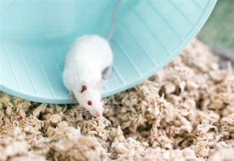 A White Pet Mouse with Red Eyes on an Exercise Wheel Stock Image ...