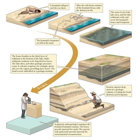 How are fossils formed? - guernseydonkey.com