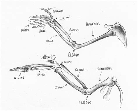 Arm and Hand skeleton compared to a wing skeleton | Anatomy, Wing anatomy, Bird wings