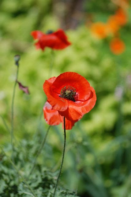 Seed of the Week: Oriental Poppies – Growing With Science Blog