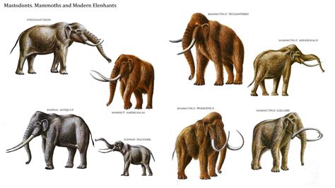 Prehistoric animals, Elephant images, All about elephants