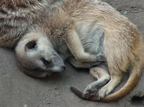 Sleeping Meerkat Has Adorable Fall [VIDEO]