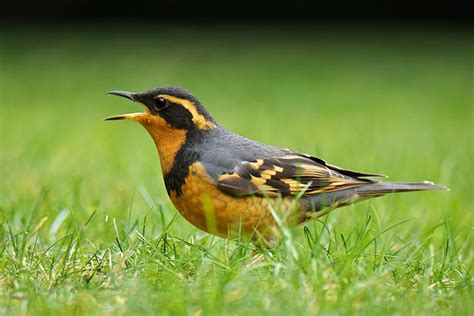 Secretive Varied Thrush | BirdNote