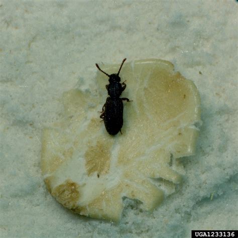 sawtoothed grain beetle (Oryzaephilus surinamensis)