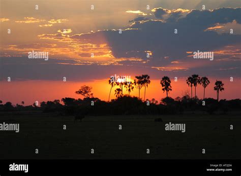 Palm trees at sunset at Tubu tree safari camp in Okavango Delta Stock ...