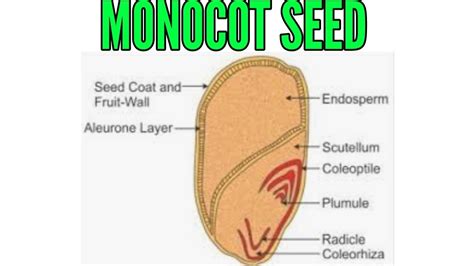 Structure of Monocot seed in detail - YouTube