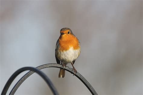 Robin Redbreast Close Up - Free photo on Pixabay