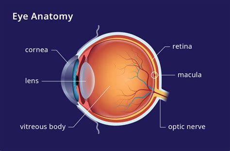 Macula Lutea - All About Vision