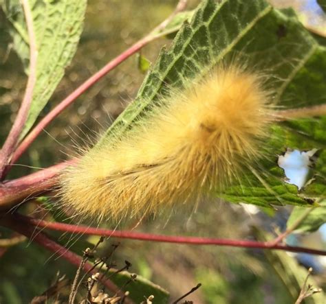 Yellow Woolly Bear Caterpillar – Lake Minnetonka Garden Club