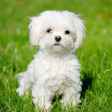 Are Maltese Affectionate Dogs