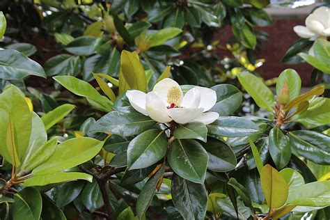 What Is The State Flower of Louisiana? - WorldAtlas.com