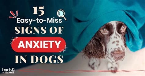 15 Easy-to-Miss Signs of Anxiety in Dogs