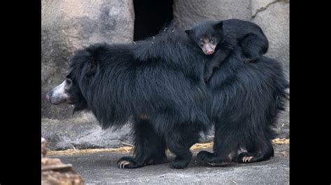 Sloth Bear Cubs