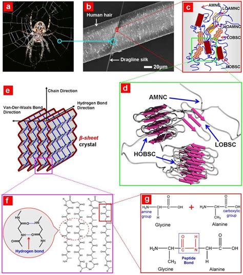 3. Macroscopic to molecular structure of spider dragline silk. a ...