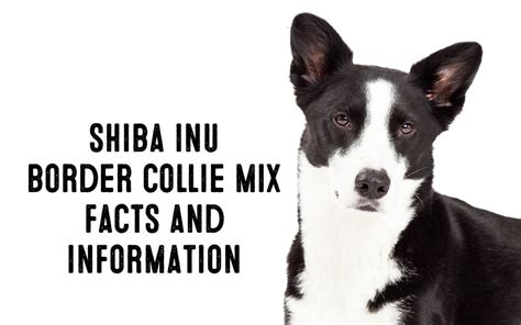 Shiba Inu Border Collie Mix – Information and Facts - My First Shiba Inu