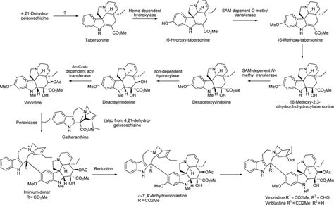 Biosynthesis of vindoline and vinblastine. | Download Scientific Diagram