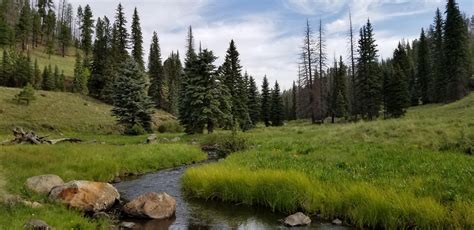 Thompson Trail in the White Mountains of eastern AZ, Sunday 7/29/18 : r/arizona