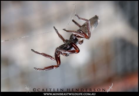 Do White tail spiders cause necrosis? Putting spider bites to the test - Minibeast Wildlife