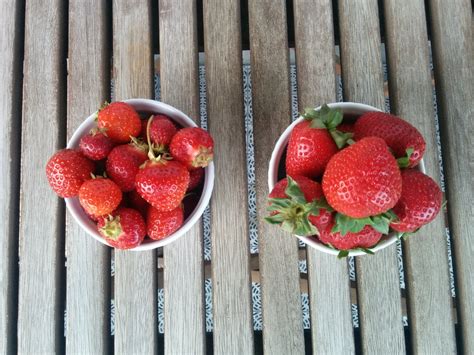 One day I will go strawberry picking - Confessions of a Dietitian