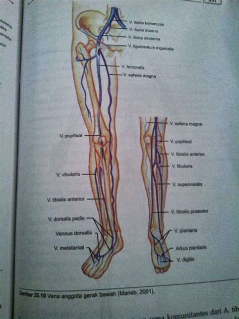 Mell's: Pembuluh Darah Arteri dan Vena