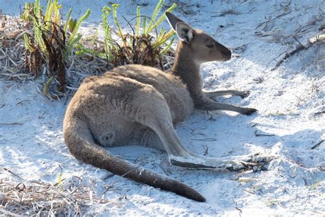 How Do Kangaroos Sleep? - Lucky Kangaroos