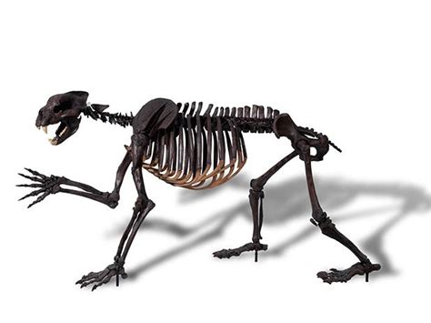 Short-faced bear skeleton (cast), Arctodus simus. Dimensions: 2.91m ...