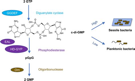 The c-di-GMP signaling network. The c-di-GMP is synthesized using GTP ...