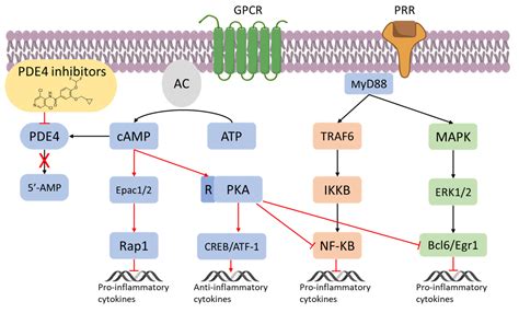 Molecules | Free Full-Text | An Overview of PDE4 Inhibitors in Clinical Trials: 2010 to Early 2022