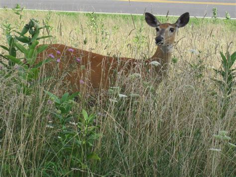 Site now at AimOffTheRails.wordpress.com: Shenandoah National Park Wildlife