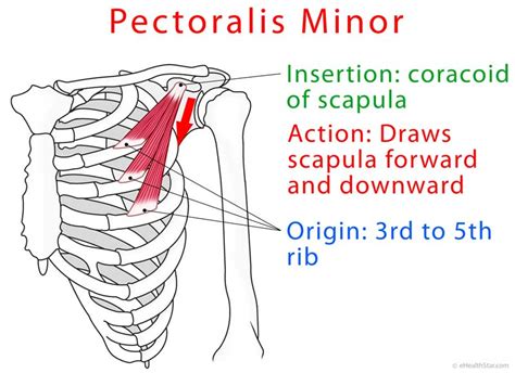 Pectoralis Minor Origin, Insertion, Actions, Injury, Pain, Test - eHealthStar