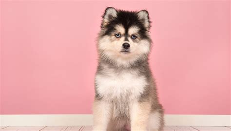 Pomsky Dog Breed Profile – Top Dog Tips