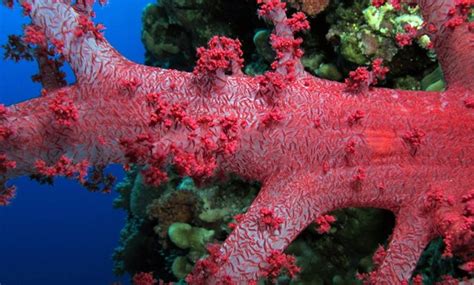 Northern Red Sea coral reefs defiant against climate change - Egypt Today