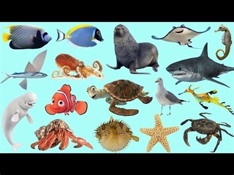 Sea Animals for Kids | Real Life Sea Animals for Children | Fun Toddler Learning - Video Dailymotion