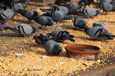 What Do Pigeons Eat - Pigeon Food Guide - NE Pigeon Supplies