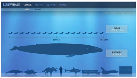 http://animals.nationalgeographic.com/animals/blue-whale-interactive | Blue whale, Whale, Blue ...