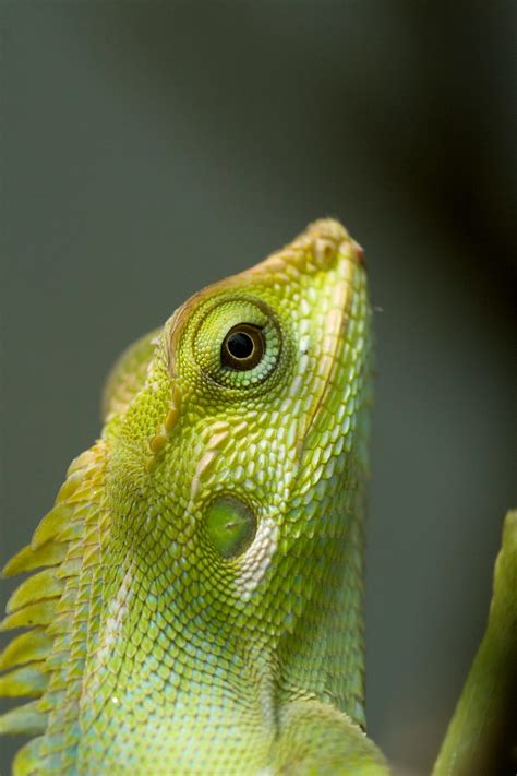 Green Chameleon · Free Stock Photo