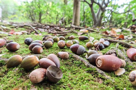 Can Acorns Predict a Rough Winter? -- Farmers' Almanac