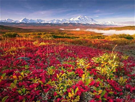 AUTUMN IN ALASKA, red, fall, tundra, autumn, alaska, colors, snow ...