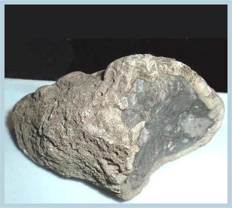 Petrified Dinosaur Bone Fossil from Arizona