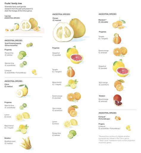 the different types of fruit are shown in this diagram, including ...